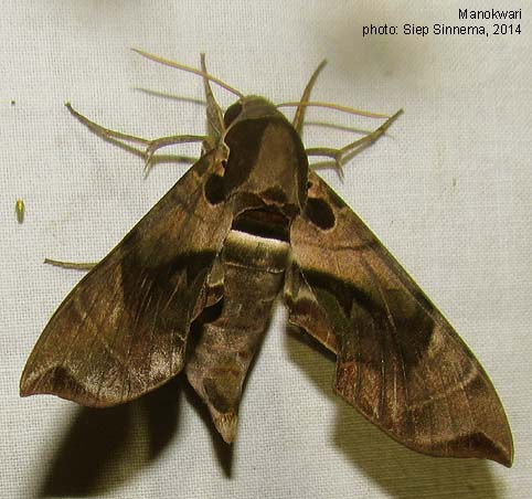 Papua Insects Foundation (Lepidoptera/Sphingidae/Daphnis placida)